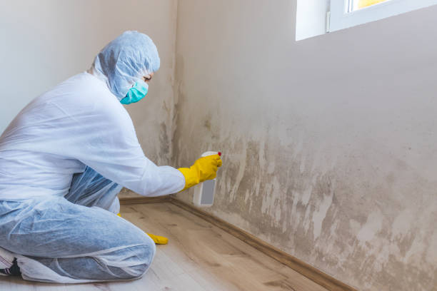 Black mold inspection in Felton
