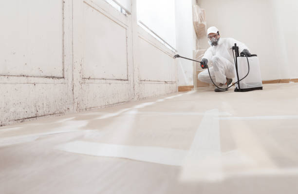 Black mold remediation team in Felton